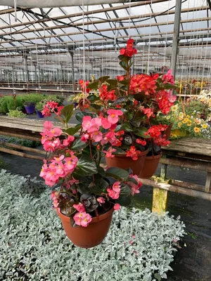 Бегония вечноцветущая Спринт Плюс Розовая Begonia semperflorens Sprint Plus  Pink - купить семена цветов с доставкой по Украине в магазине Добродар
