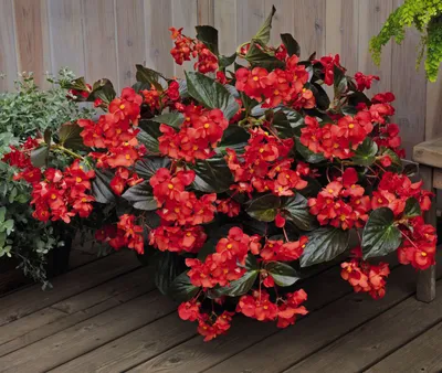 Бегония вечноцветущая Спринт Плюс Красная Begonia semperflorens Sprint Plus  Red - купить семена цветов с доставкой по Украине в магазине Добродар