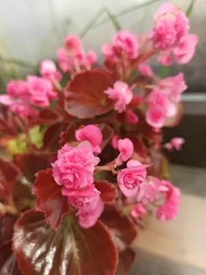 Бегония вечноцветущая Вариация темно-розовая семена съедобных цветов купить  в магазине «Ильинские травы»