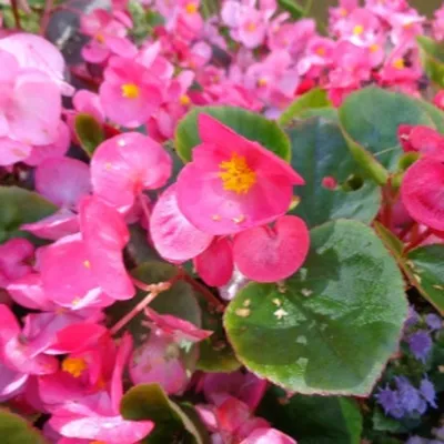 Бегония вечноцветущая (Begonia sempflorens) в салоне цветов