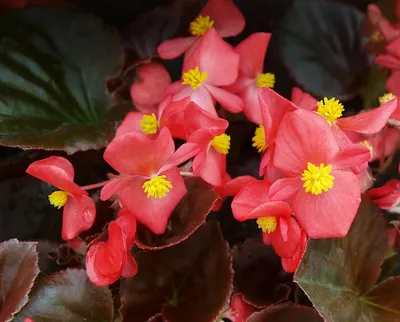 Бегония вечноцветущая Бада Бум Белая Begonia semperflorens Bada Boom White  - купить семена цветов с доставкой по Украине в магазине Добродар