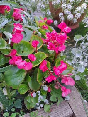 Бегония вечноцветущая (Begonia semperflorens)