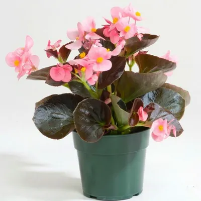 Купить [Бегония вечноцветущая махровая Бада Бум (Begonia Semperflorens Bada  Boom)] — в Краснодаре | Интернет-магазин Агроном