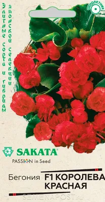Купить [Бегония вечноцветущая махровая Бада Бум (Begonia Semperflorens Bada  Boom)] — в Краснодаре | Интернет-магазин Агроном