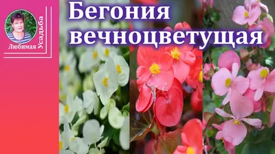 Бегония вечноцветущая Цветет с мая до морозов Особенности выращивания -  YouTube