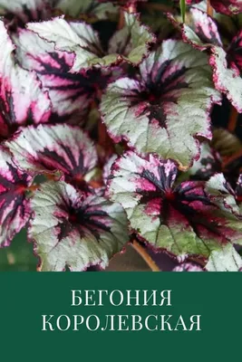 Бегония королевская (Begonia rex) - PictureThis