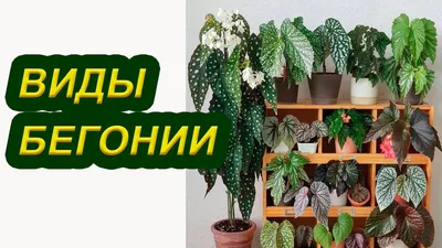 Комнатная бегония. Посадка и уход