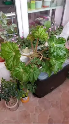 Бегония Борщевиколистная цветёт.🍁Begonia Borschevikolistnaya blooms. 🍁 -  YouTube