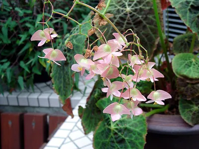 Бегония коралловая (Begonia corrallina luzerna)