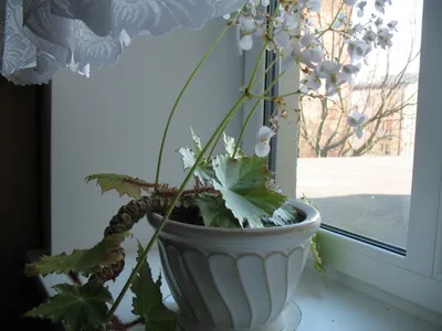 Бегония Рекс - «Неприхотливое растение с красивыми листьями» | отзывы