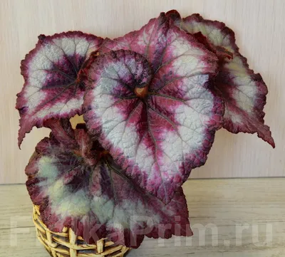 Бегония в ассортименте (Begonia)