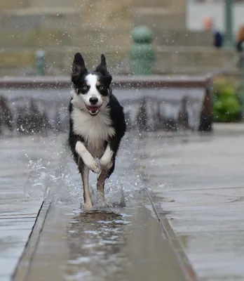 Бегущая собака | Dogs, Animals, Husky