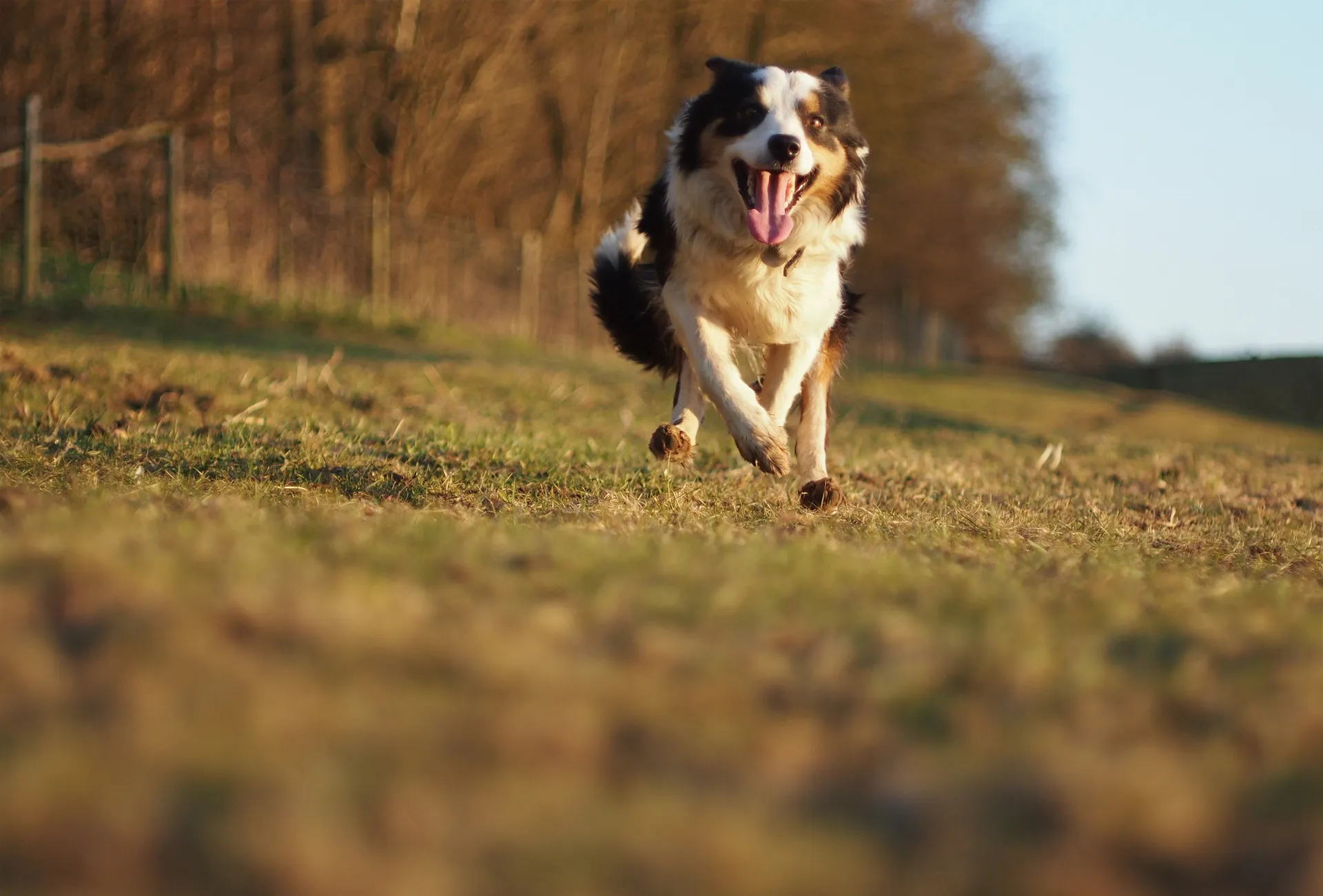 Dog is running