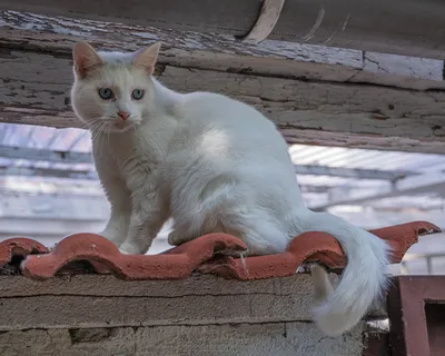 Белая ангорская кошка фотографии
