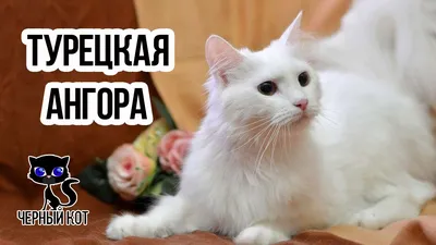Изображение белой ангорской кошки в формате webp