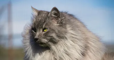 Белая ангорская кошка: главная звезда нашей коллекции фото