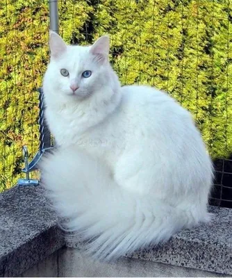 Фото белой ангорской кошки: неповторимый облик на качественной картинке