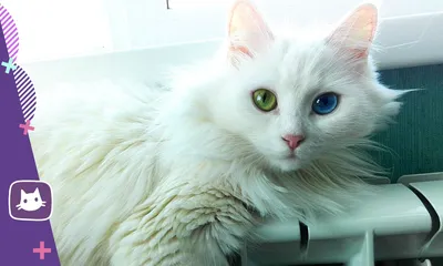Фото белой ангорской кошки: нежность и красота в одном кадре