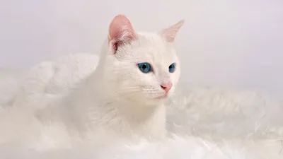 Изображение белой ангорской кошки в формате webp в хорошем качестве