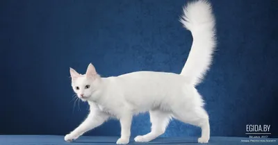 Очаровательная белая ангорская кошка на фото