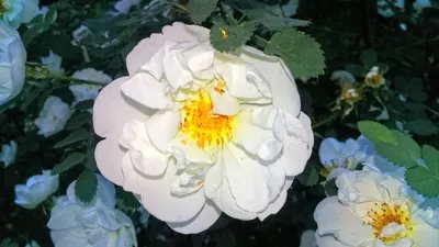 Белая ночь. Белая чайная роза | Пикабу