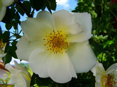 Чайная Роза Белая Кустовая - Бесплатное фото на Pixabay - Pixabay