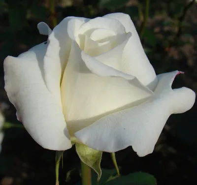 Белая чайная роза: обои с цветами, картинки, фото 1600x1200