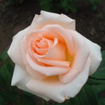 Розы - Роза чайно-гибридная Анастасия (Rosa Anastasia)