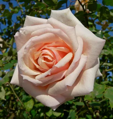 Купить саженцы Роза чайная Пич Аваланж с доставкой! | Florali-Flor