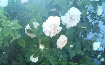 Букет роз \"Чайная роза\" (Роза белая шт.) с доставкой | СтудиоФлористик