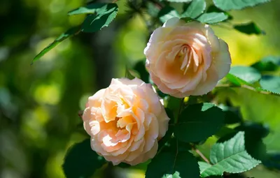 Обои чайная роза, White roses, Белые розы картинки на рабочий стол, раздел  цветы - скачать | Цветок, Белая роза, Белые розы