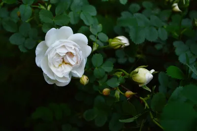 Чайные розы | Эхо минувшего | Дзен
