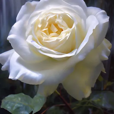 Белая Гибридная Чайная Роза — стоковые фотографии и другие картинки Без  людей - Без людей, Белый, Вертикальный - iStock