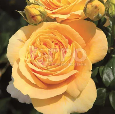 Купить Букет роз \"чайная роза\" в Москве недорого с доставкой