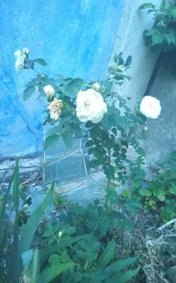 Белая роза
