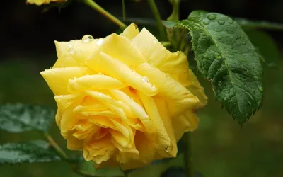 sweet_life_mariupol - Роза🌹 – легендарный цветок и мистический символ.  Конечно, на языке цветов🌺, роза🌹 – символ любви, это первое, что приходит  в голову. Белая роза – любовные💞 воздыхания, чайная – ухаживание, розовая –