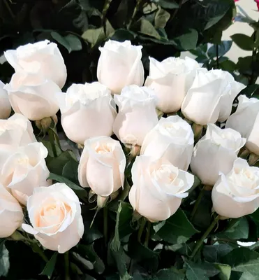 Цветы кустовые белые розы - 71 фото