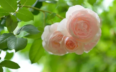 201 белая роза в корзине заказать с доставкой по цене 35 910 руб. в Адлере
