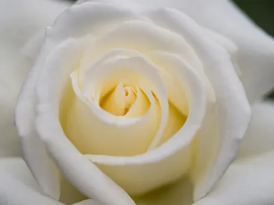 Купить 101 белая роза