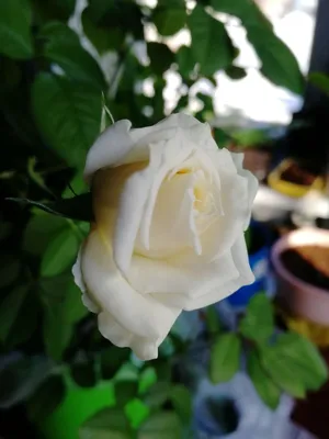 Букет цветов «51 красная и белая роза» заказать с доставкой по цене 8 990  руб. в Севастополе