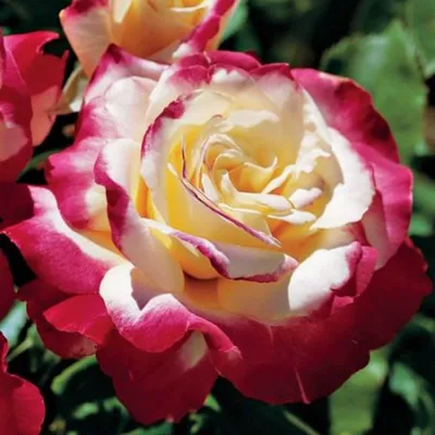 101 белая роза 70 см купить с доставкой по Томску: цена, фото, отзывы