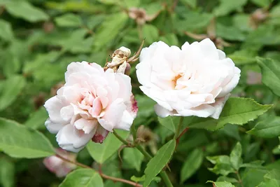 Паскали роза - описание и характеристики сорта, как вырастить на своем  участке, отзывы | РозоЦвет