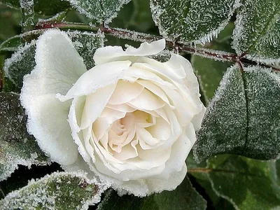 Роза чайно-гибридная сорт \"Дабл Дилайт\" белая с малиновой каймой