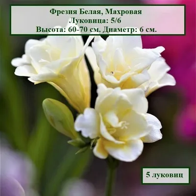 Белые фрезии (30 фото) - 30 фото