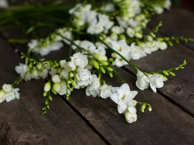 Фрезия белая (White) луковицы De Ree Holland купить, цена в интернет -  магазине Супермаркет Семян