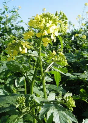 Сдерат Горчица белая - использование в качестве удобрения и нюансы  выращивания в интернет-магазине Газоновком