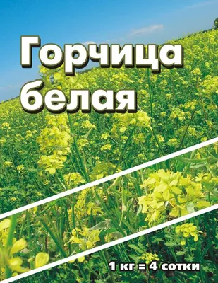 Семена \"Горчица белая\" 1 кг. купить в Могилеве