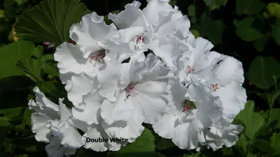Пеларгония королевская (Pelargonium grandiflorum) \"Мона Лиза\" (\"Aristo Mona  Lisa\"). | Выращивание цветов, Цветник, Цветение