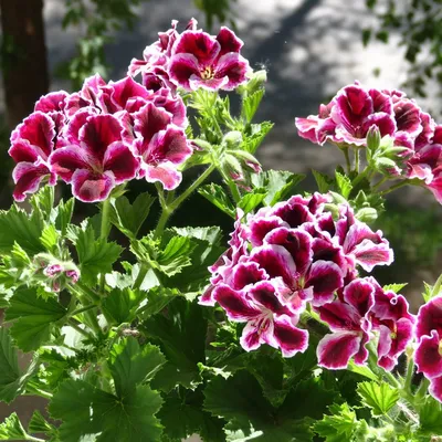 Plantorama
