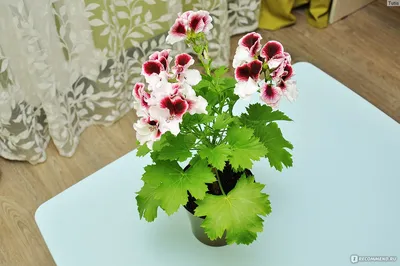 Королевская пеларгония \"Double White\" — купить в Красноярске. Горшечные  растения и комнатные цветы на интернет-аукционе Au.ru